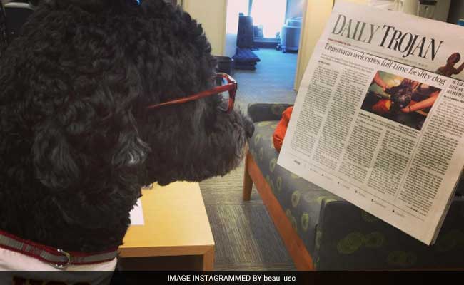 Woof Woof For Wellness: 'Dog Professor' Hired At US University