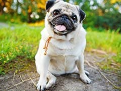 Pugs Twice As Likely To Experience Health Disorders: Study