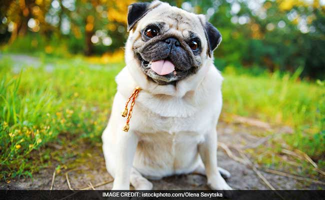 Pugs Twice As Likely To Experience Health Disorders: Study