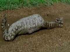 Caught On Camera: 20-Feet Long Python Swallows Nilgai