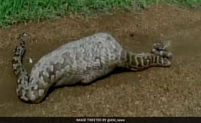 Caught On Camera: 20-Feet Long Python Swallows Nilgai