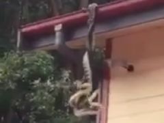 Two Pythons Fighting It Off On A Roof Are Just A Big Pile Of Nope