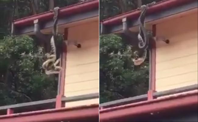 Two Pythons Fighting It Off On A Roof Are Just A Big Pile Of Nope