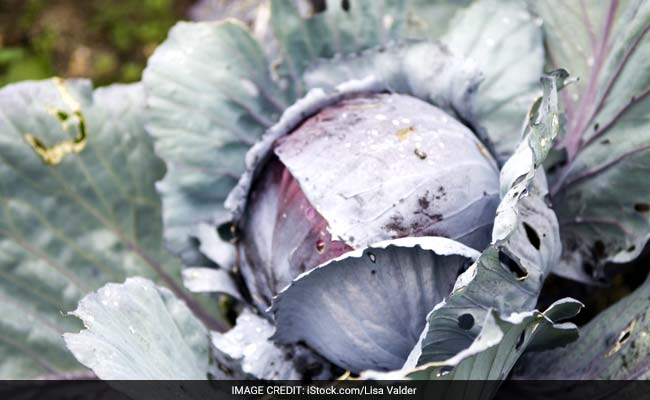 British Man Grows World's Heaviest Red Cabbage