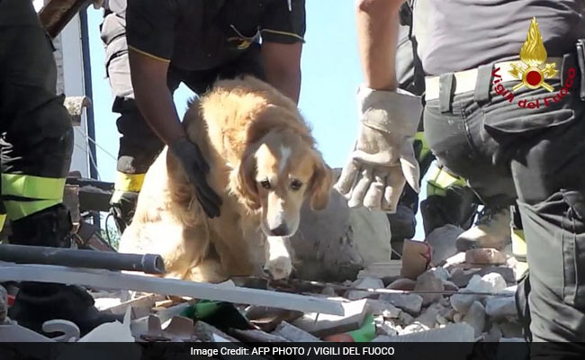 Romeo Retrieved: The Miracle Survivor Of Italy Earthquake