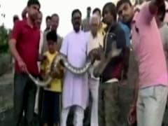 Rajasthan Man Tries Snapping Selfie With A Python. Does Not Go Well