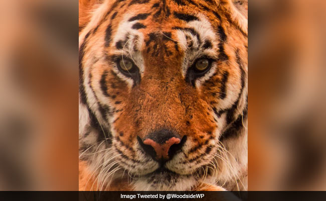 UK's Oldest Tiger Tango Dies Aged 22