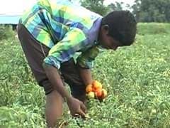 Telangana's Tomato Overkill: Rs 5 A Kilo, Farmers Desperate