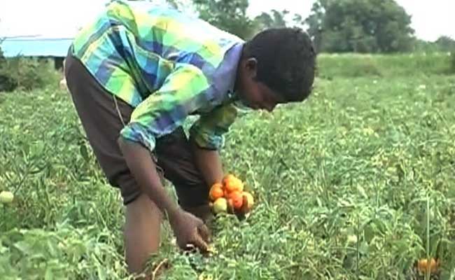 Telangana's Tomato Overkill: Rs 5 A Kilo, Farmers Desperate