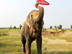 Mohan, 'Unluckiest Elephant In World', Is Finally Home