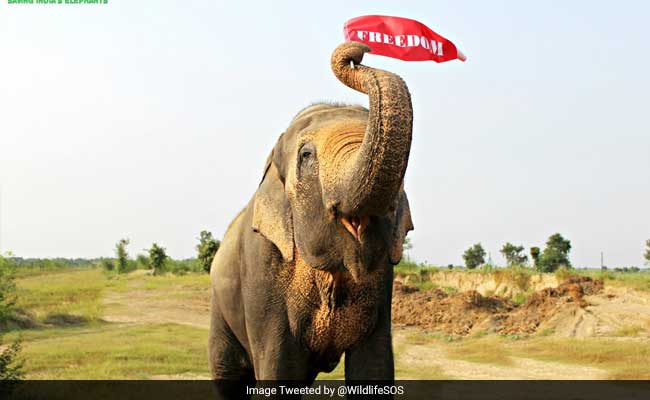 Mohan, 'Unluckiest Elephant In World', Is Finally Home