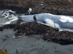 What The 'Sixth Extinction' Will Look Like In The Oceans: The Largest Species Die Off First
