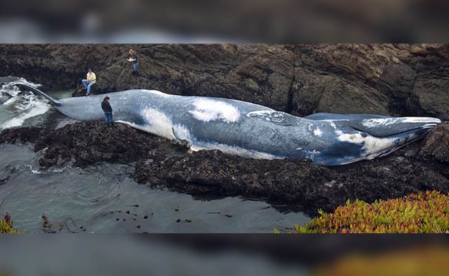 What The 'Sixth Extinction' Will Look Like In The Oceans: The Largest Species Die Off First