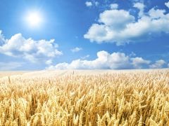 Researchers Find New Wheat Variety That May Help Reduce Global Food Shortage