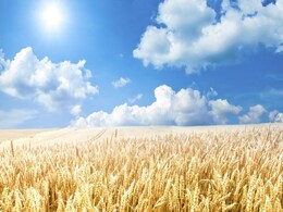 Wheat, One Of The World's Most Important Crops, Is Being Threatened By Climate Change Wheat, One Of The World's Most Important Crops, Is Being Threatened By Climate Change