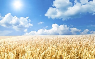 Wheat, One Of The World's Most Important Crops, Is Being Threatened By Climate Change