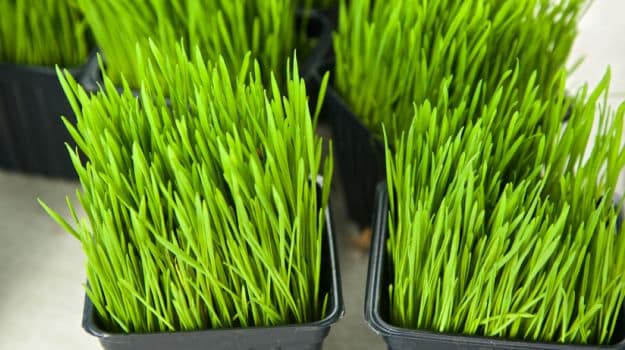 wheatgrass