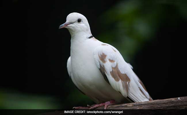'Pigeon From Pakistan' With Urdu On Wings Probed By Punjab Cops