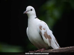 पाकिस्तान से उड़ते हुए भारत आ रहे हैं कबूतर, पैरों में लिखी है उर्दू भाषा, जानिए क्या है मामला पाकिस्तान से उड़ते हुए भारत आ रहे हैं कबूतर, पैरों में लिखी है उर्दू भाषा, जानिए क्या है मामला