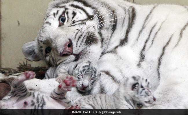 White Lions And Tigers Born In Polish Zoo