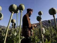 Opium Crops Spread In Afghanistan As Taliban Gains Ground: United Nations