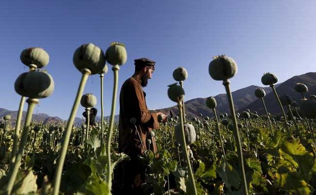 Opium Crops Spread In Afghanistan As Taliban Gains Ground: United Nations