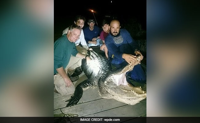 Forget About Clowns Because Now An 800-Pound Alligator Will Haunt Your Dreams