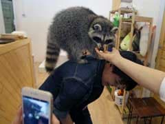 A Bit Wild: Asian Animal Cafes Go From Mere Cats To Meerkats