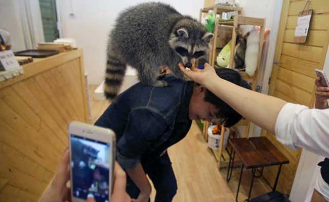 A Bit Wild: Asian Animal Cafes Go From Mere Cats To Meerkats