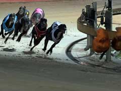 Australian State Backflips On Greyhound Racing Ban