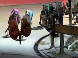 Australian State Backflips On Greyhound Racing Ban Australian State Backflips On Greyhound Racing Ban