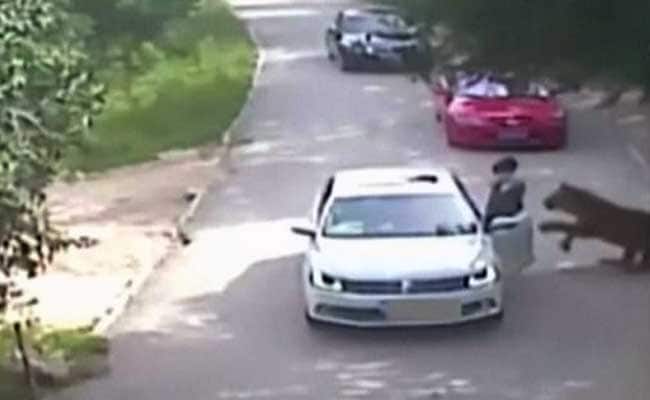 Woman Mauled By Tiger To Sue Beijing Wildlife Park