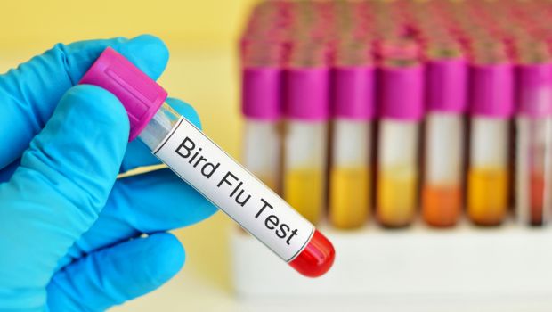 Bird Flu Hits British Turkey Farm