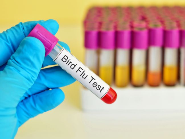 देश में बर्ड फ्लू का खतरा बढ़ा, 4 राज्यों में वायरस की पुष्टि, संक्रमण रोकने की कोशिशें शुरू देश में बर्ड फ्लू का खतरा बढ़ा, 4 राज्यों में वायरस की पुष्टि, संक्रमण रोकने की कोशिशें शुरू