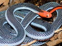 Venom From Deadly Snake May Help Develop Non-Addictive Painkillers