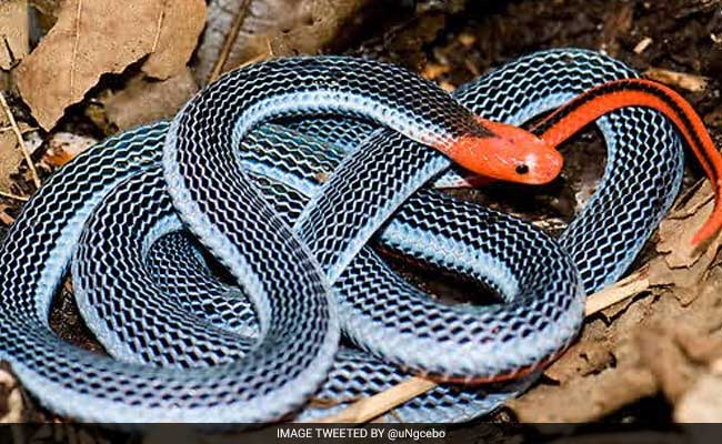 Venom From Deadly Snake May Help Develop Non-Addictive Painkillers