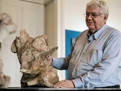 Brazil's Biggest Dinosaur Found After Passing 60 Years In Cupboard