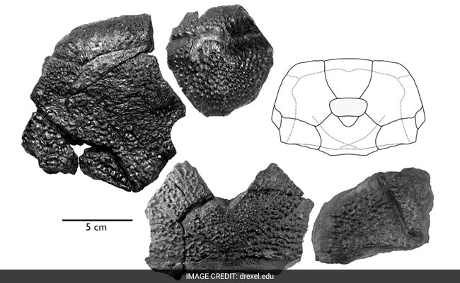 Gigantic, Ancient Armoured 'B Rex' Fish Discovered