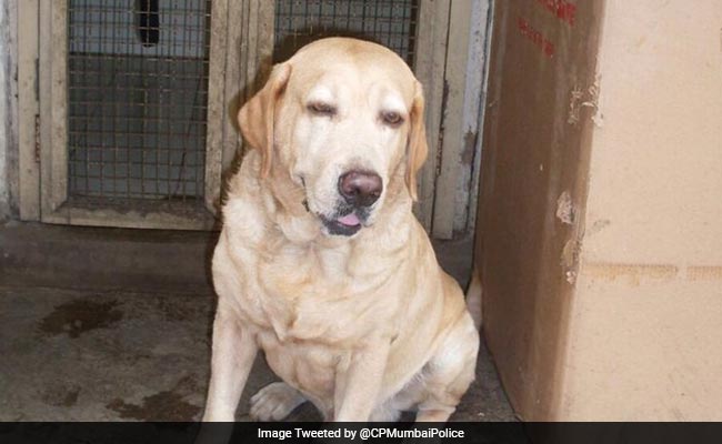 Caesar, Hero Dog Who Saved Lives During 26/11 Mumbai Attacks, Dies