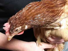 Chicken Tries To Cross Road --  Taken Into UK Police Custody!