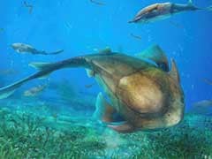 Smart Mouth: Chinese Fish Fossil Sheds Light On Jaw Evolution