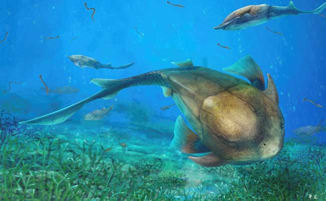 Smart Mouth: Chinese Fish Fossil Sheds Light On Jaw Evolution