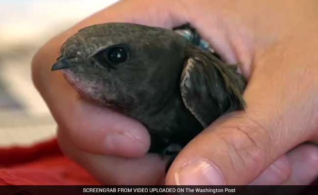 These Amazing Little Birds Just Broke The World Record For Nonstop Flight
