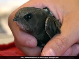 These Amazing Little Birds Just Broke The World Record For Nonstop Flight These Amazing Little Birds Just Broke The World Record For Nonstop Flight