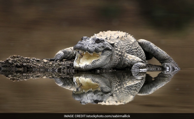 Giant Mugger Crocodile Caught Alive In Odisha Rivulet