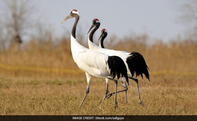58 Endangered Red-Crowned Cranes Hatched In China