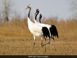 58 Endangered Red-Crowned Cranes Hatched In China 58 Endangered Red-Crowned Cranes Hatched In China