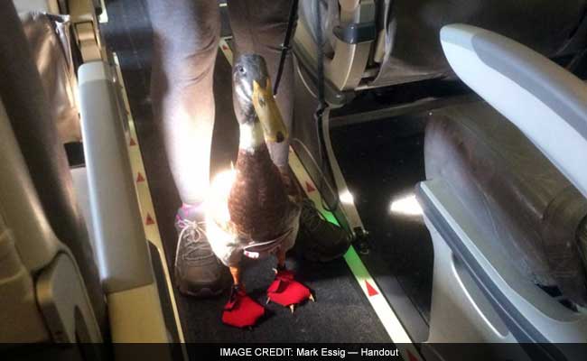 Daniel The Emotional Support Duck Takes His First Plane Ride, Soars In Popularity