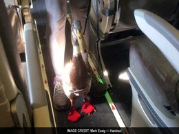 Daniel The Emotional Support Duck Takes His First Plane Ride, Soars In Popularity Daniel The Emotional Support Duck Takes His First Plane Ride, Soars In Popularity