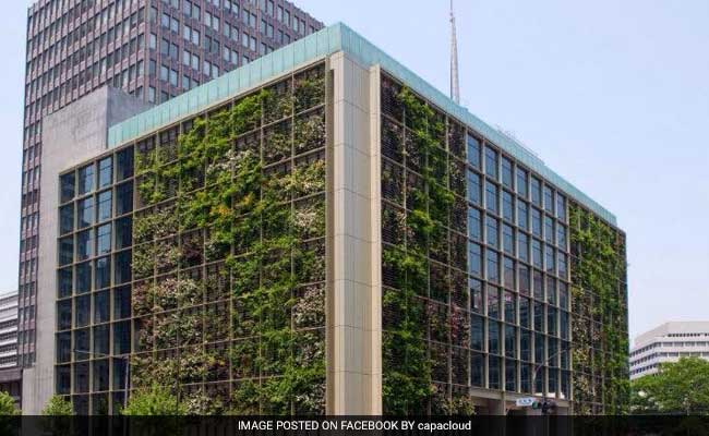 Delhi May Solve Its Air Pollution Problem With 'Vertical Gardens'